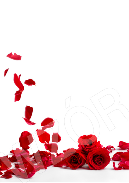 Arkusze Barwne P-15 z płatkami róż